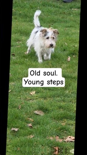 Mini Dog. His energy at 16. 🌿