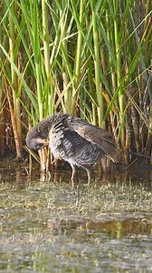 Clapper Rail | Srikanth Boga Photography