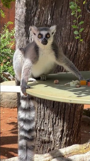 Lemurs snacking on hammocks | Perth Zoo