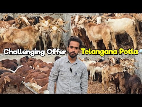 Pure Telangana Potla Sheep | Challenging Offer At Moghal Farms Hyderabad | Qurbani Ke Bade Bakre