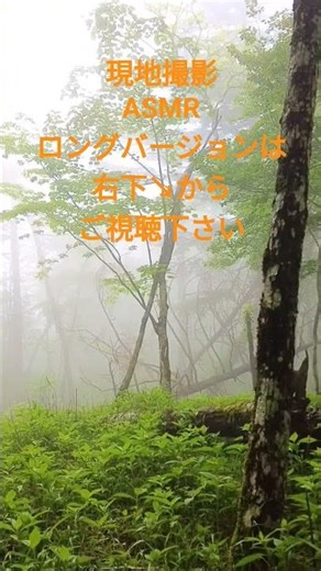 体験会版癒しの専門ch【無人の森、音だけ】富士山麓・霧の青木ヶ原樹海で森林浴｜現地録音・小鳥のさえずりASMR｜深い癒しの26分間 深呼吸したくなる森｜睡眠・ヨガ・疲労回復｜自律神経リセット・睡眠誘導