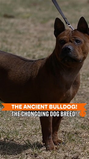 9.1K views · 127 reactions | All About The Chongqing Dog - Ancient Chinese Breed  | Dogumentary TV | Facebook