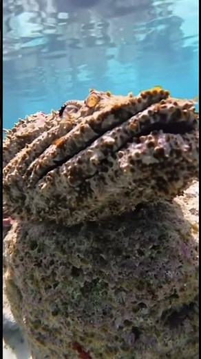 ¡Impresionante! El pez más venenoso y camuflado del mundo #PezPiedra #Camuflaje #Océano #VidaMarina