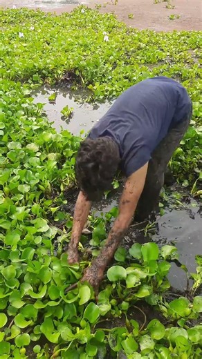 Fishing in Muddy Water | Village Life