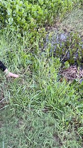 Amazing eel trapping technique with an unique survival skills 👏 #fishing | PBDN 2