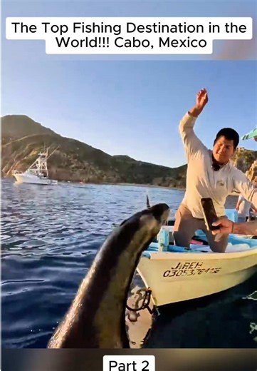 The Top Fishing Destination in the World!!! (Crazy Seals, Striped Marlin and Mahi) Cabo, Mexico #kellyyoung #fish #fishing #virul #fypシ