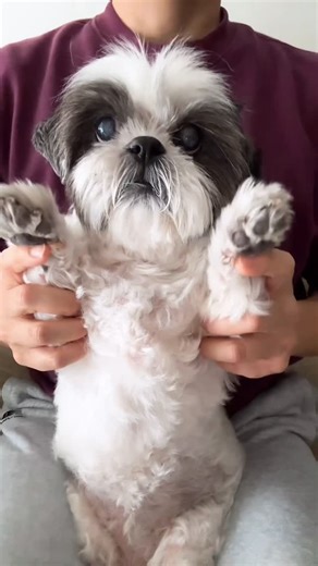 Gizmo & Echo on Instagram: "Freeze ✋👁️👅👁️🤚 #tyla #chanel #dancetrend #gizziesdances #dancinggizzie"