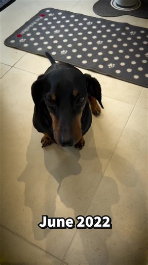 ‘After a long 11 months full of ups and downs, today I finished my final rehab session! IVDD is a cruel disease, but it doesn’t have to be a death sentence! Thanks to my amazing rehab team at Earlswood Veterinary and Holistic Pet Vet Rehab and Pain Management for all the love, care and attention to get me pain free and happy again!’ 🎉🍾 ~ Harlso 🐾 | Harlso the Balancing Hound