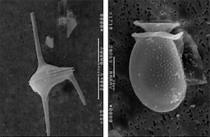 Towards an Understanding of Dinoflagellate Evolution | Microbiology