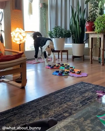 Talking Sheepadoodle Dog's Smart Pet Routine