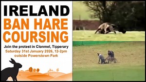 Please join the peaceful “Ban Hare Coursing” protest outside Powerstown Park racecourse, Clonmel, Co. Tipperary on Saturday 31 January 2026, from 12 midday to 2pm. The so-called national coursing finals take place at this venue after a season of suffering for Irish Hares. Thousands of hares have once again been netted from the wild for use as live bait for dogs to chase at meetings around Ireland. All for the amusement of a merciless minority who find fun in watching small, defenceless animals r