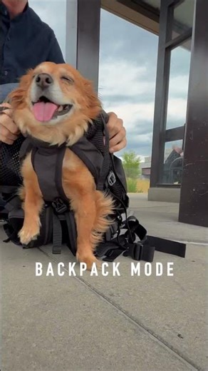The Sky Pack - Worlds FIRST Transforming Pet Airline Carrier