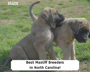 5 Best Mastiff Breeders in North Carolina! - We Love Doodles