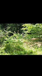 Summer views on the backroads of Greene County Indiana 💗 #greenecountyin #bloomfield #rurallife #deliveringsmiles #gravelroad #Indiana | Blue Barn Hill Farm