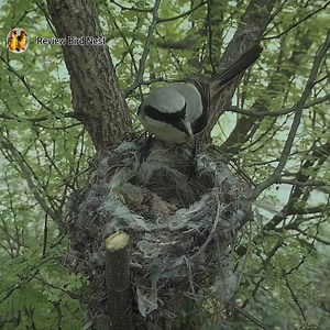 Long-tailed shrike bird feeding scorpion to her youngs which is unusual | Review Bird Nest
