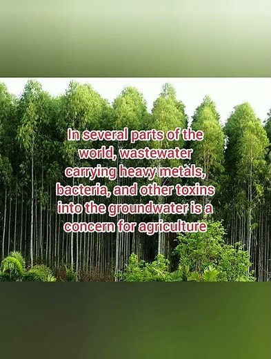 Facts about the Eucalyptus Tree || Eucalyptus Tree || Trees