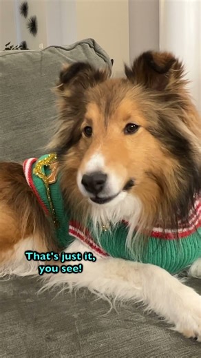 Biscuit has the Naughty list all figured out! 😆🐶🎅🏼 e602-2