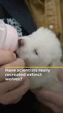 Scientists genetically engineer wolves that resemble extinct species