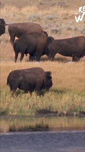 Environmentalists, ranchers, and Native Americans united to bring bison back from the brink. Though not endangered, genetic diversity remains a challenge. Now, conservation expands into traditional lands, securing the bison's future. #Bison #WildlifeConservation #NativeAmerican #Ranching #Environmentalism | Real Wild