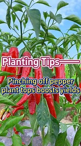 1.8M views · 19K reactions | #garden #gardening #gardening101 #gardeningtips #planting #pruning #pepper #plants #farming #agriculture | Agriculture 2.1 | Facebook