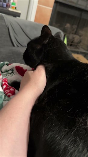 Morning Pets & Loud Purrs 🐈‍⬛ | Happy Black Cat ASMR #Shorts