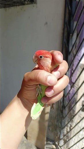 🥰💖 HERMOSO y‼️ adorable agaporni🪹🦜#shorts #pets #cotorro #viral #birds