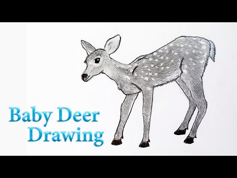 Baby Deer drawing Fawn - How To Draw A Baby Deer