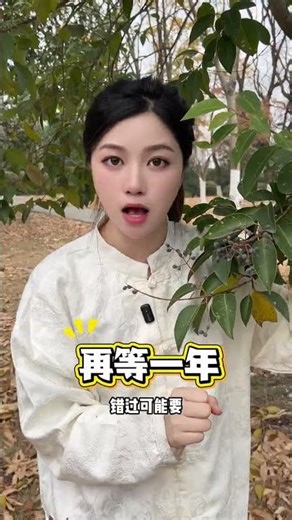 The Winter Solstice has just passed. Have you picked Ligustrum lucidum berries#Ligustr