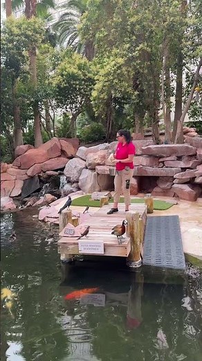 Flamingo Hotel Wildlife Habitat Las Vegas Strip