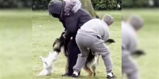 Unusual method to stop dog attack in London park sparks huge online debate