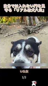 Pt1 自分では入れない門を見守る「リアル忠犬八公」#忠犬ハチ公 #リアル忠犬 #老犬 #廃墟で待つ犬 #帰らぬ主人 #四目犬 #感動動物 #動物の涙話 #置き去りにされた犬 #花々