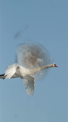 Nikon D3000 #nikonphotography #birdsphotography #photography #wildlife #photographer #birds