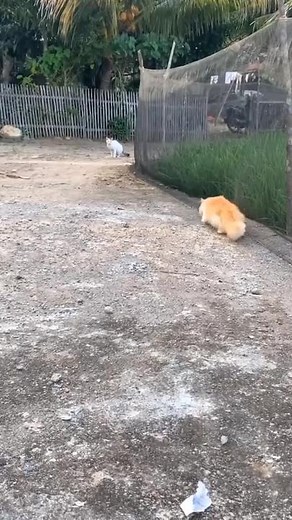 Ginger Cat Exploring the Outdoors with Friends