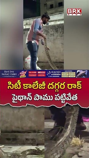 సిటీ కాలేజీ దగ్గర రాక్ పైథాన్ పాము పట్టివేత😲😱|Python Snake Near City College| Hyderabad | BRK NEWS
