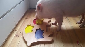 179 reactions · 464 shares | Smart Puzzle-Solving Pig Braininess...