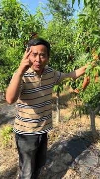 #来抖音学农技 #桃树管理#桃树修剪#桃树种植#农业技术推广