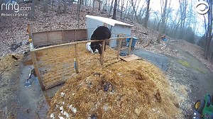 PIGS VS. BEAR: Here's the moment two pigs named Hamlet and Mary fought off a bear that climbed into their pen in Connecticut on March 17. | WNEMTV5news