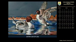 File:2023 Federal Duck Stamp Art Contest - Day 1.webm - Wikimedia Commons