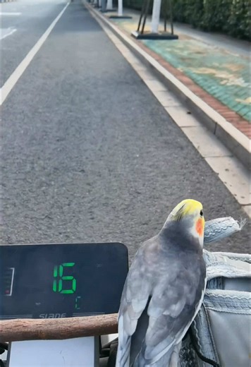 A Delightful Time with Happy Parrots Flying