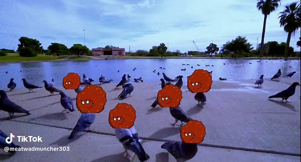 Pigeonwad #aquateenhungerforce #meatwad #athf #meatwadmakethemoneyg | meatwad