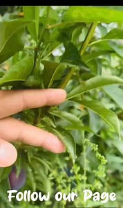 45K views · 421 reactions | Early Queen Plum Variety,one of the Early Cultivar of Plum Varieties.Beautiful in Size Beautiful in Colour. | Hi-Five Agro Skills | Facebook