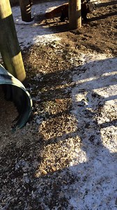 Who knew red pandas made noises?? 😳 Cuteness levels are off the charts. | The Toledo Zoo