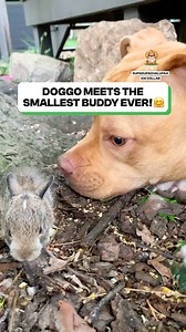 174K views · 4.7K reactions | That's the smallest bunny ever  | Fluffy Animals | Facebook