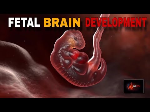“Fetal Central Nervous System Development Explained”