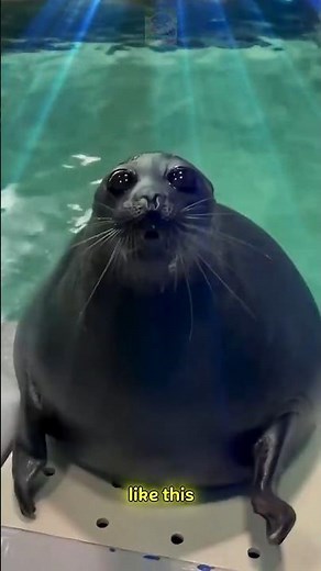 SEA LION PUPPY EYES...I Melted #usa #shorts #amazinganimals
