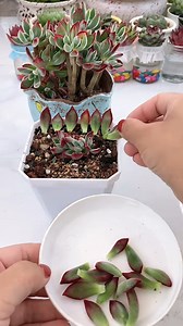 1.6M views · 33K reactions | Useful tips for succulents 華 | Succulents | Facebook