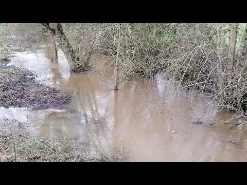 L'intelligence collective