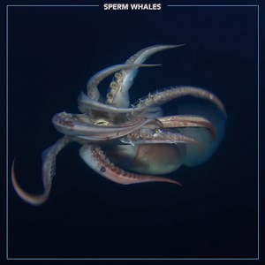 Often spotted traveling in groups called pods, sperm whales are active deep sea hunters and can grow to be up to 59 feet long. #SecretsOfTheWhales is now streaming on Disney . | National Geographic TV