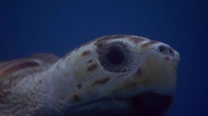 Tortuga - Die unglaubliche Reise der Meeresschildkröte