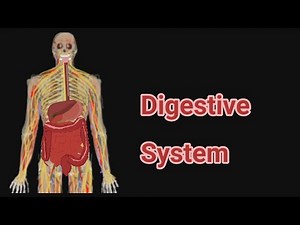 Human Body Digestive System Song